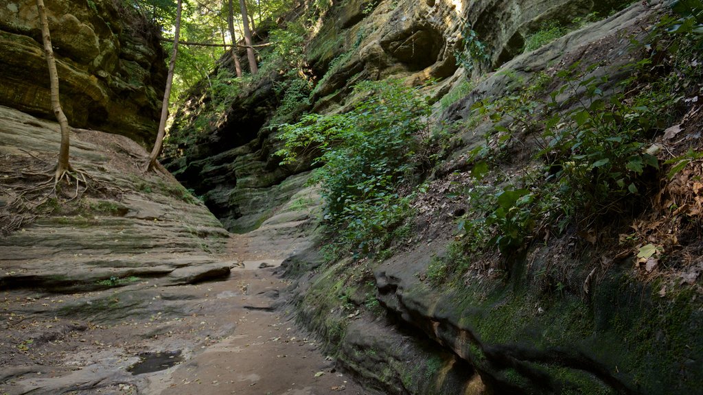 Starved Rock State Park som inkluderer skoglandskap