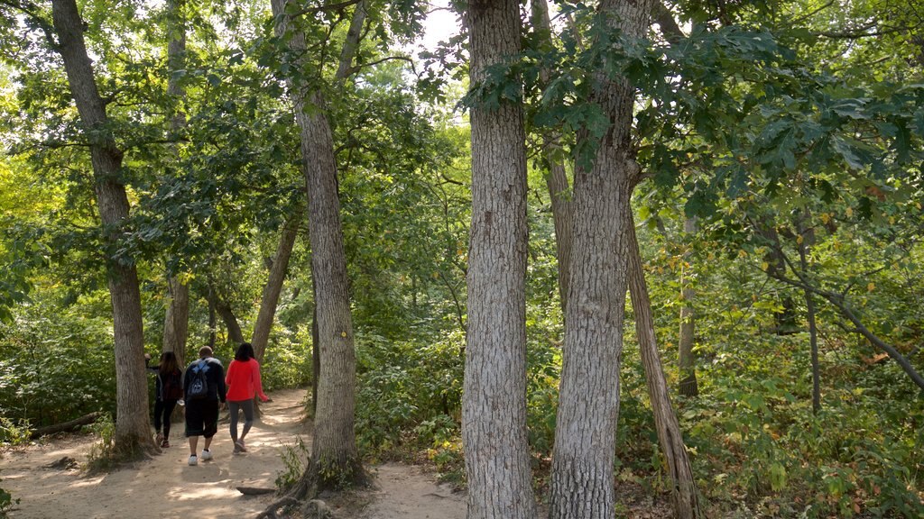 Starved Rock State Park which includes forests and hiking or walking as well as a small group of people