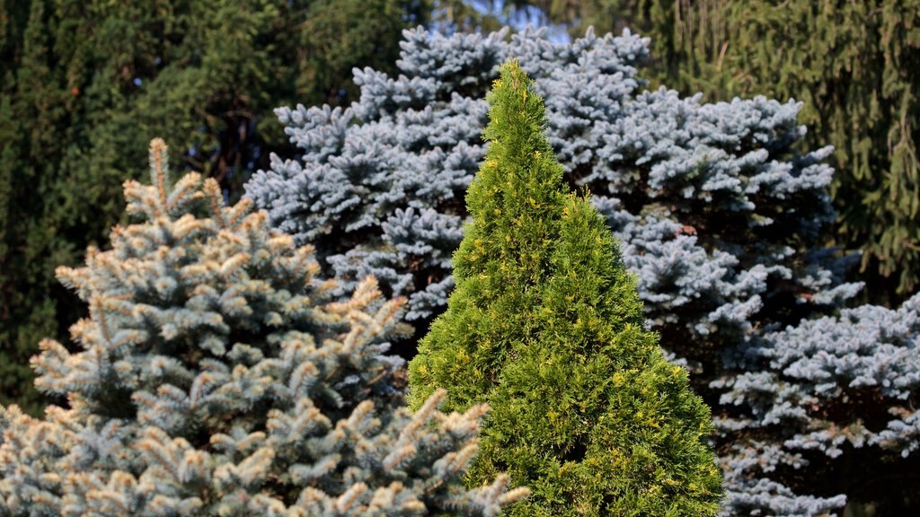 Morton Arboretum og byder på vilde blomster