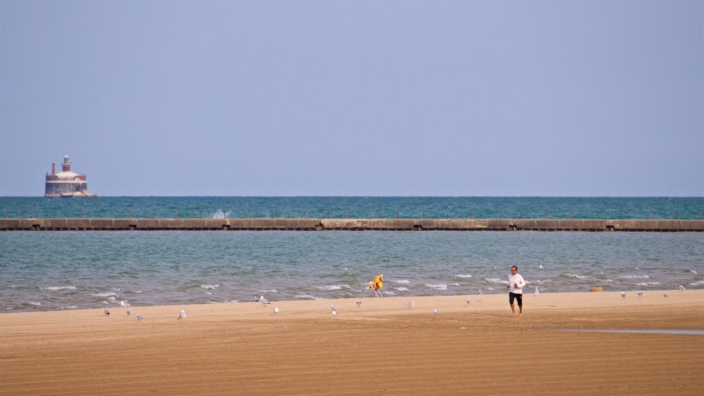 Montrose Beach showing general coastal views and a beach as well as an individual male