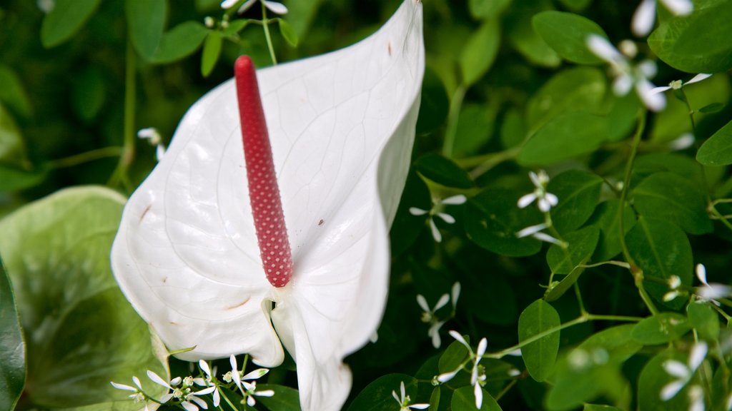 Luthy Botanical Garden showing wild flowers