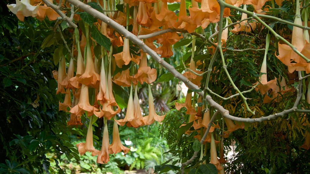 Luthy Botanical Garden som viser vilde blomster