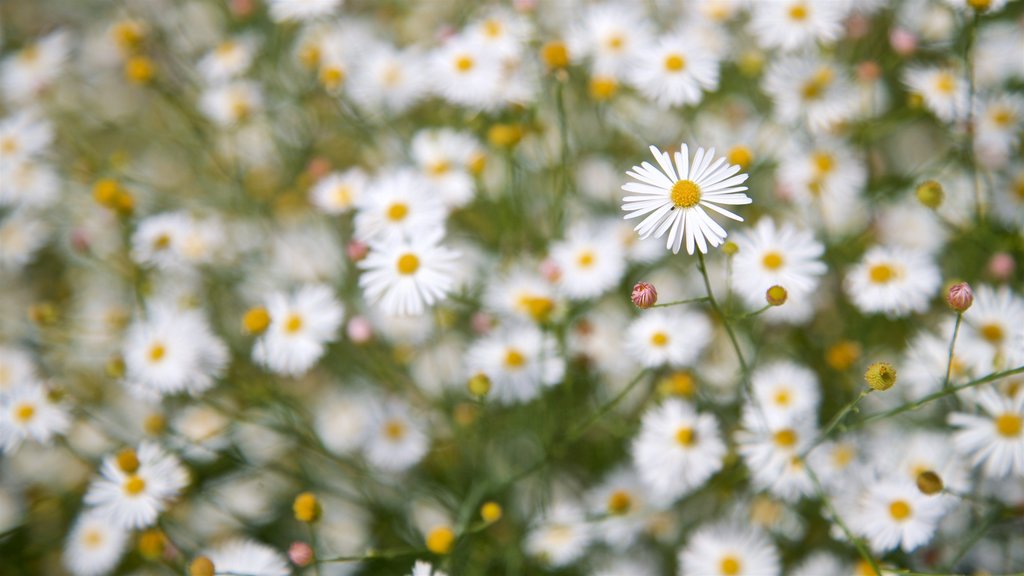 Luthy Botanical Garden showing wildflowers