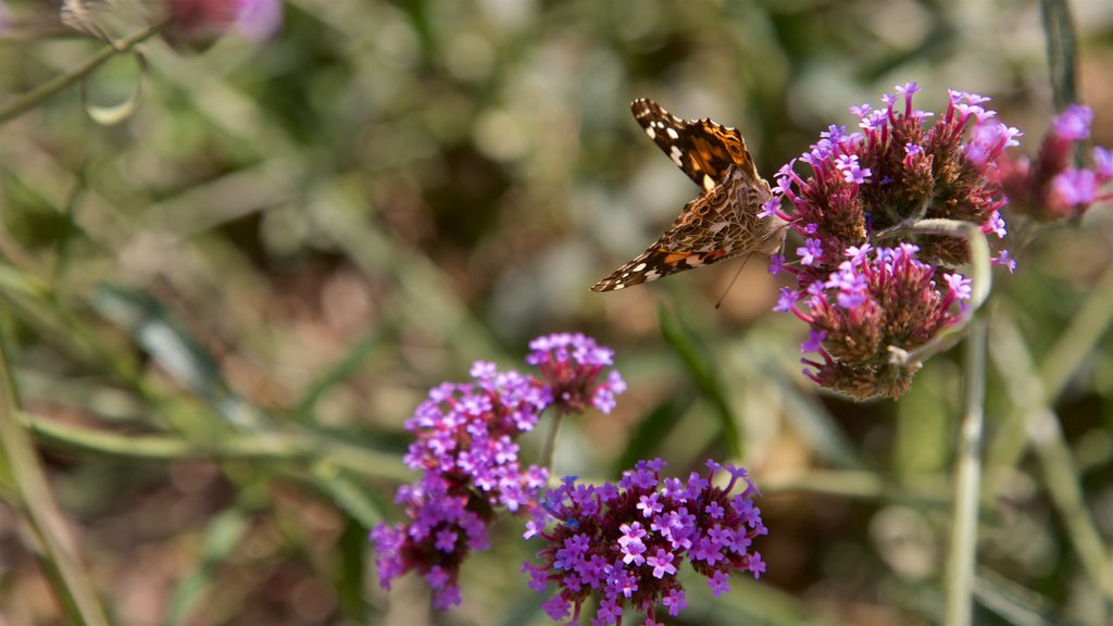 Luthy Botanical Garden showing wild flowers and animals