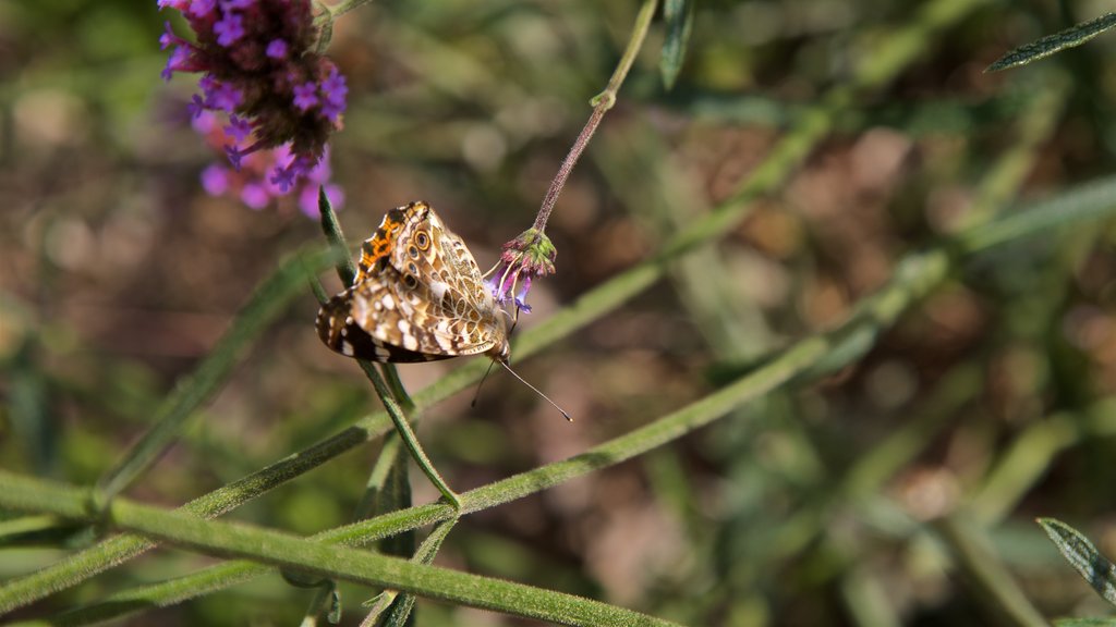 Luthy Botanical Garden showing wild flowers and animals