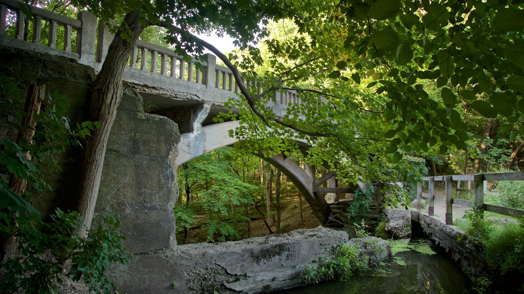 Matthiessen State Park showing forests and a bridge