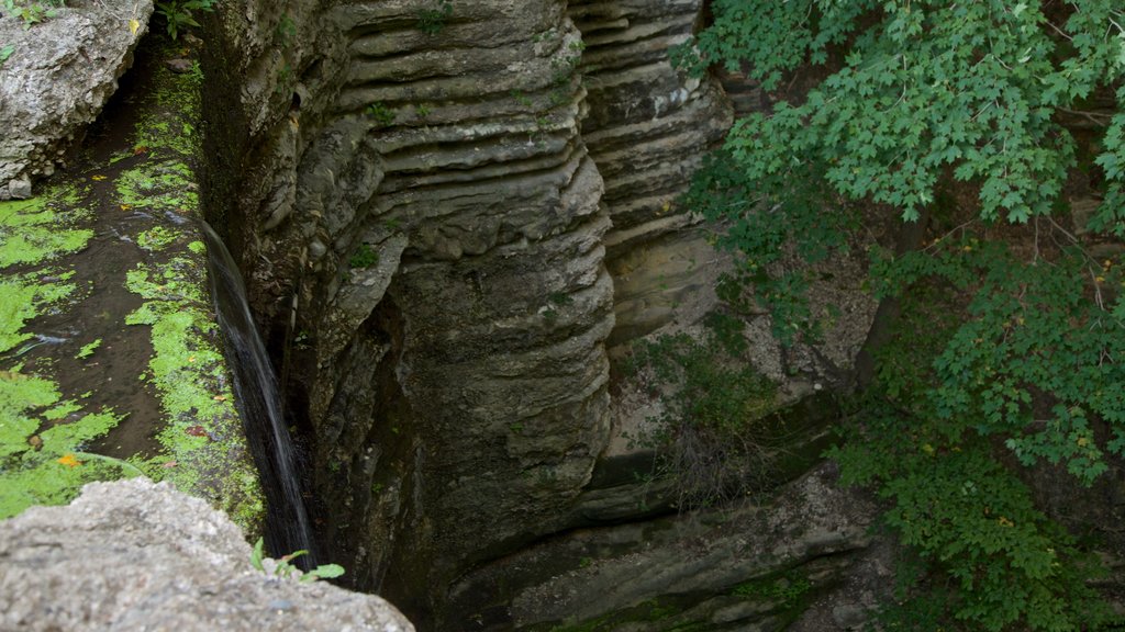 Matthiessen State Park mostrando cenas de floresta