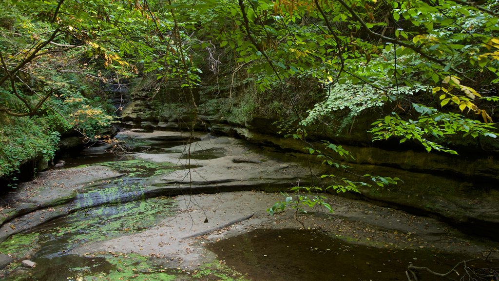 Matthiessen State Park que incluye bosques