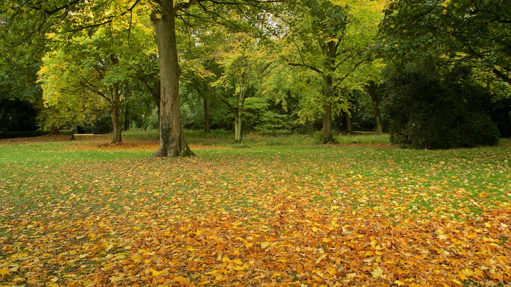 Lydiard Park mostrando folhas de outono e um jardim