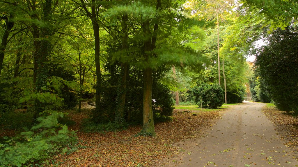 Lydiard Park featuring autumn colours and a park