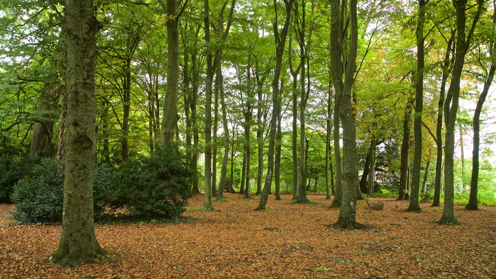 Lydiard Park que inclui cores do outono e um parque