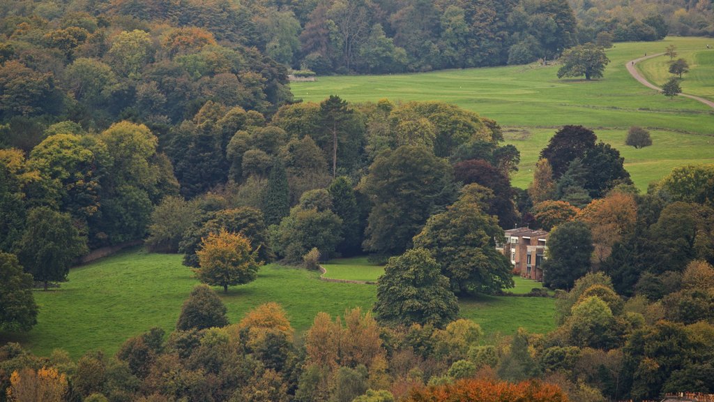 Cabot Tower showing tranquil scenes