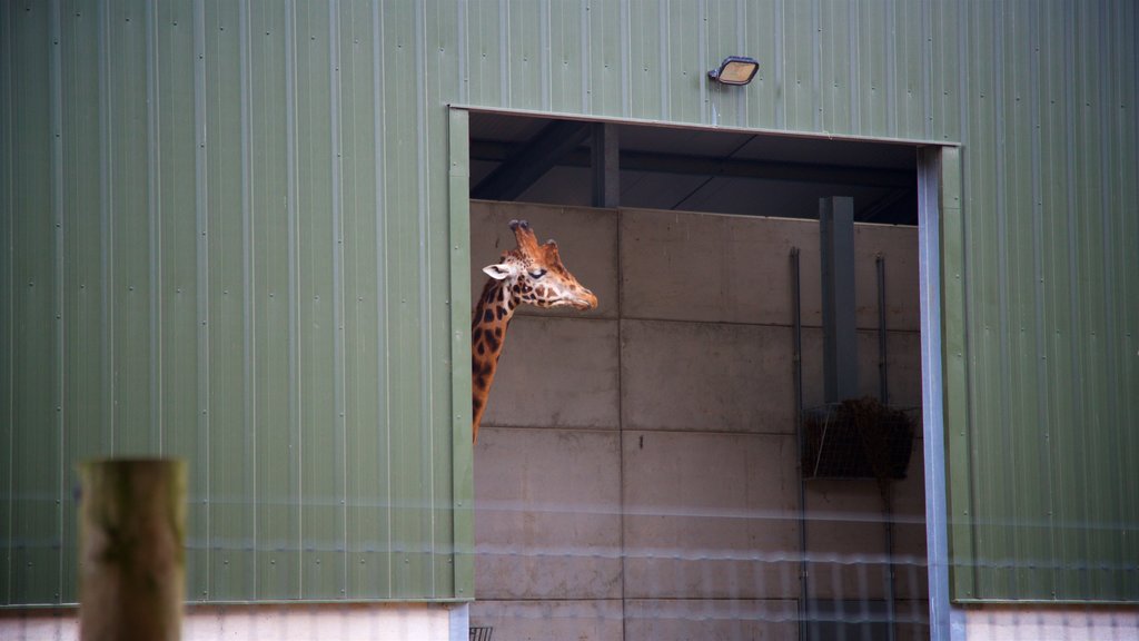 Yorkshire Wildlife Park ofreciendo animales terrestres y animales de zoológico