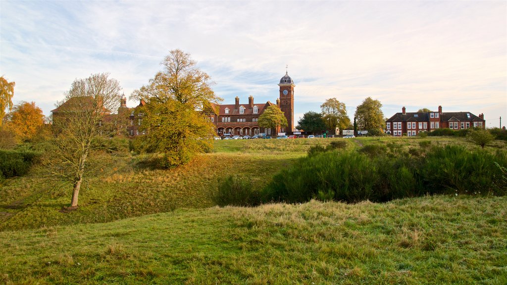 Mousehold Heath which includes tranquil scenes