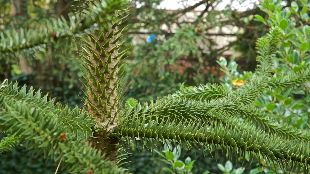 Jardin botanique The Plantation Garden montrant jardin