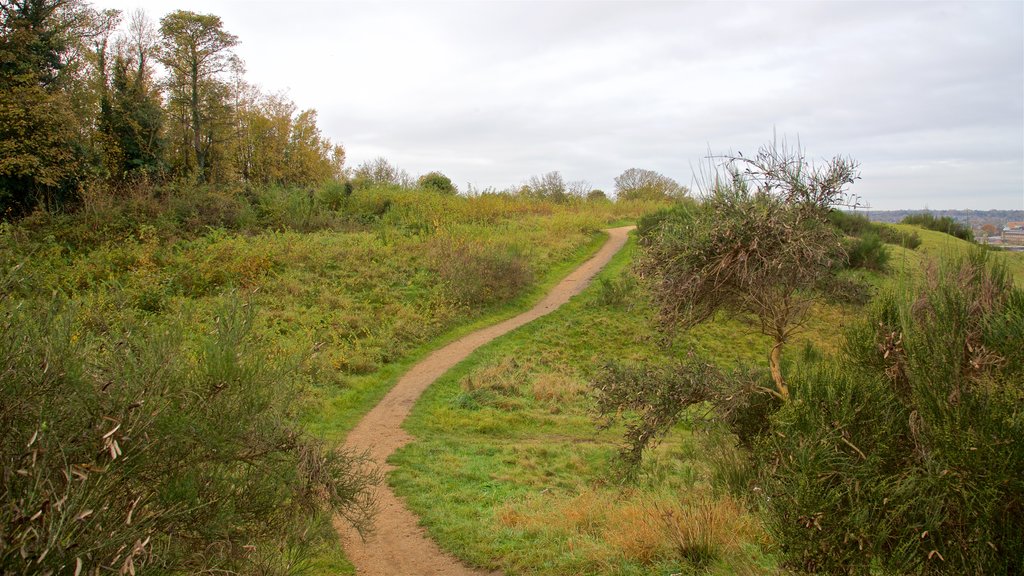 Mousehold Heath which includes tranquil scenes