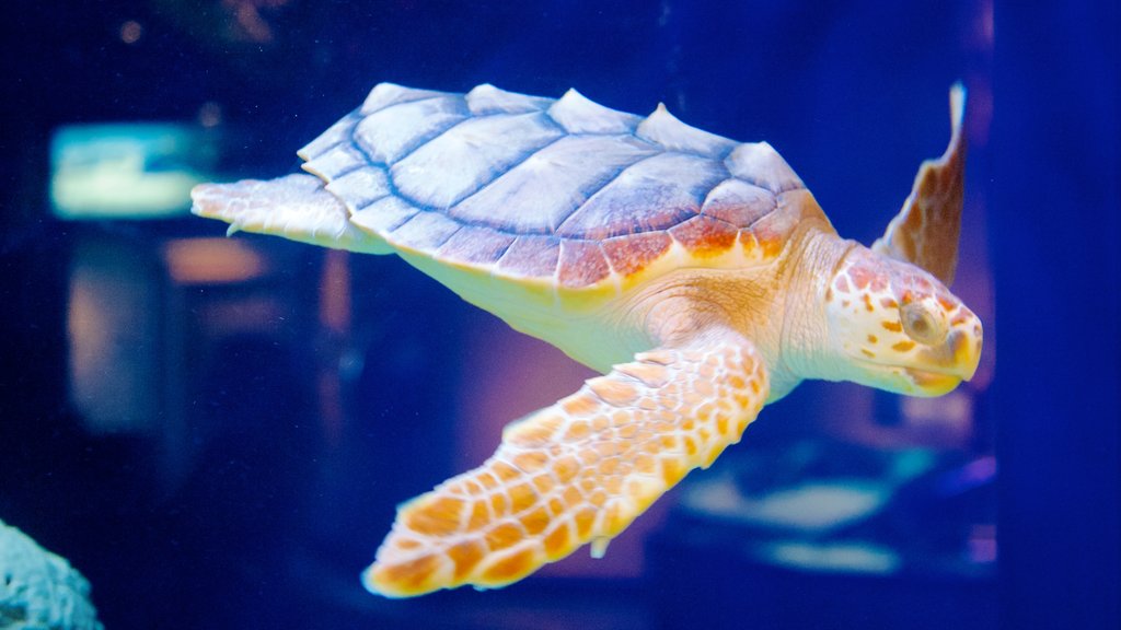 South Carolina Aquarium og byder på livet i havet