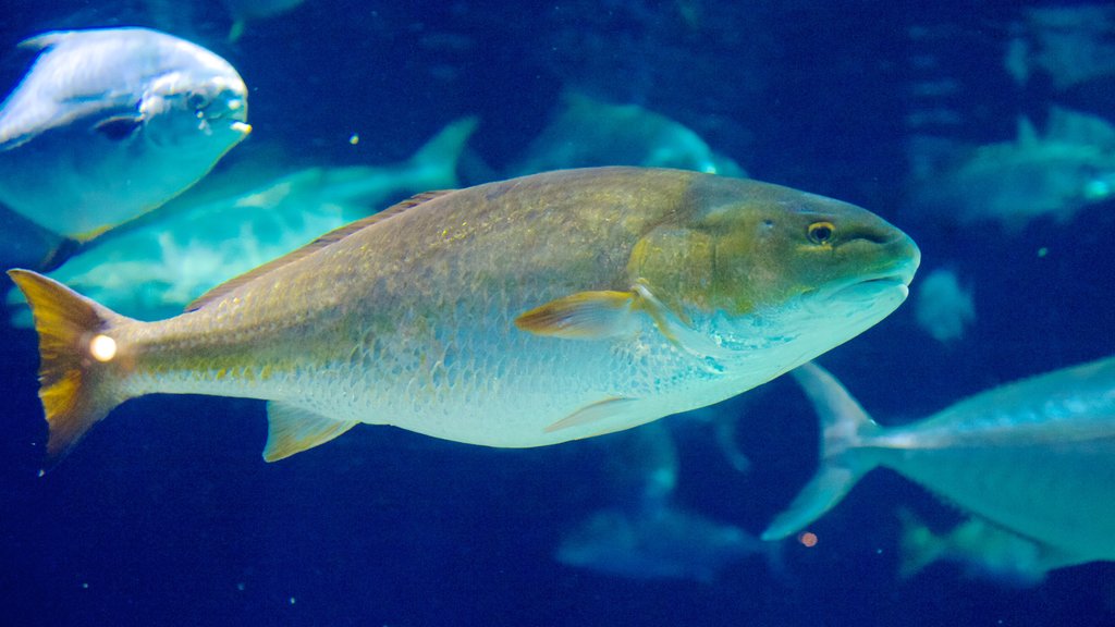 South Carolina Aquarium showing marine life