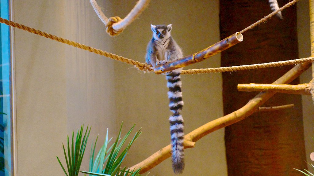 Aquarium van South Carolina toont zeedieren en interieur