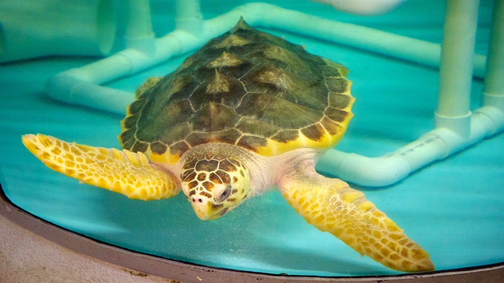 South Carolina Aquarium showing interior views and marine life