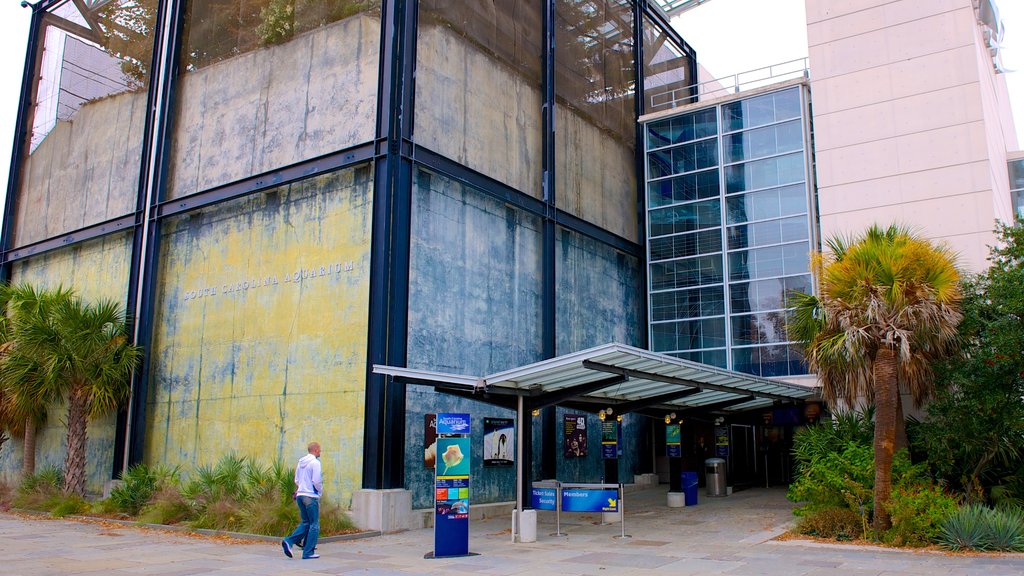 South Carolina Aquarium das einen Meeresbewohner sowie einzelner Mann