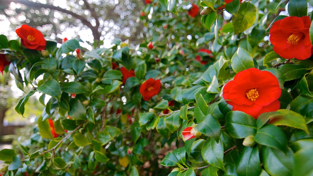 Joseph Manigault House que inclui flores