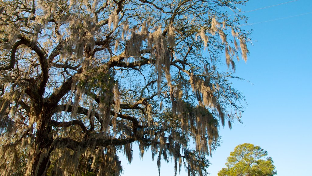 Magnolia Cemetery que incluye hojas de otoño y vistas de paisajes