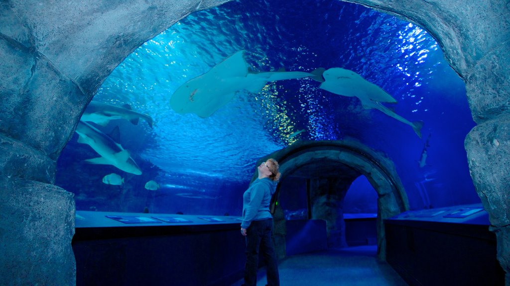 Acuario de Newport que incluye vida marina y vistas interiores y también una mujer