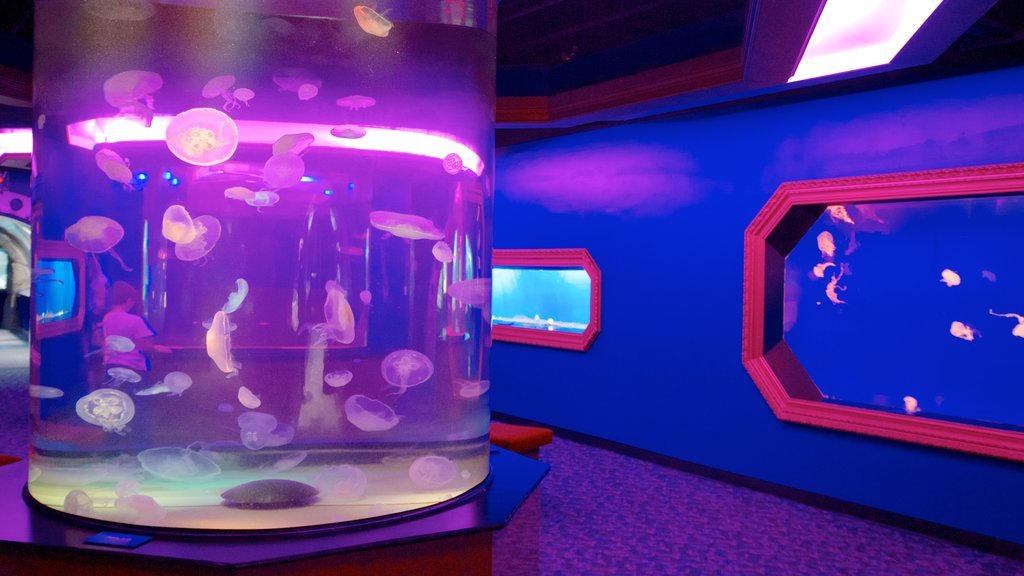 Newport Aquarium inclusief interieur en zeedieren