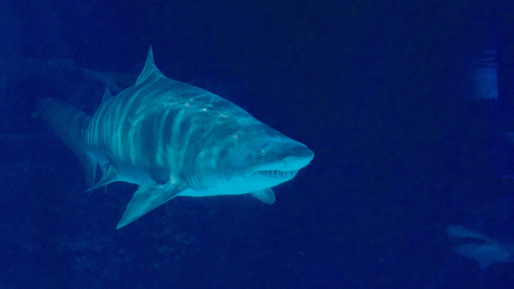 Newport Aquarium showing marine life