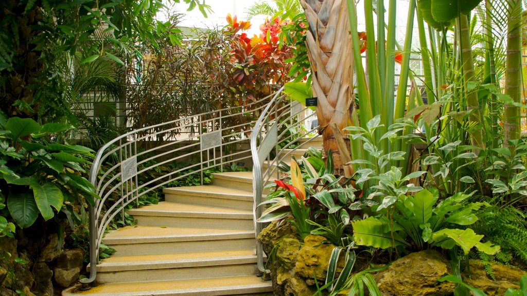 Krohn Conservatory showing interior views, flowers and a park