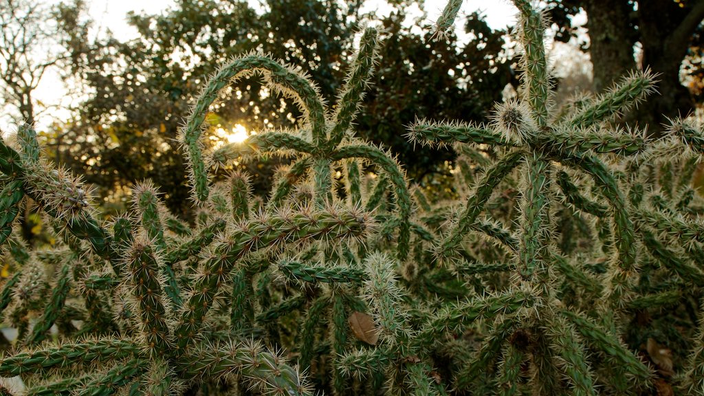 Krohn Conservatory que incluye una puesta de sol y vistas al desierto