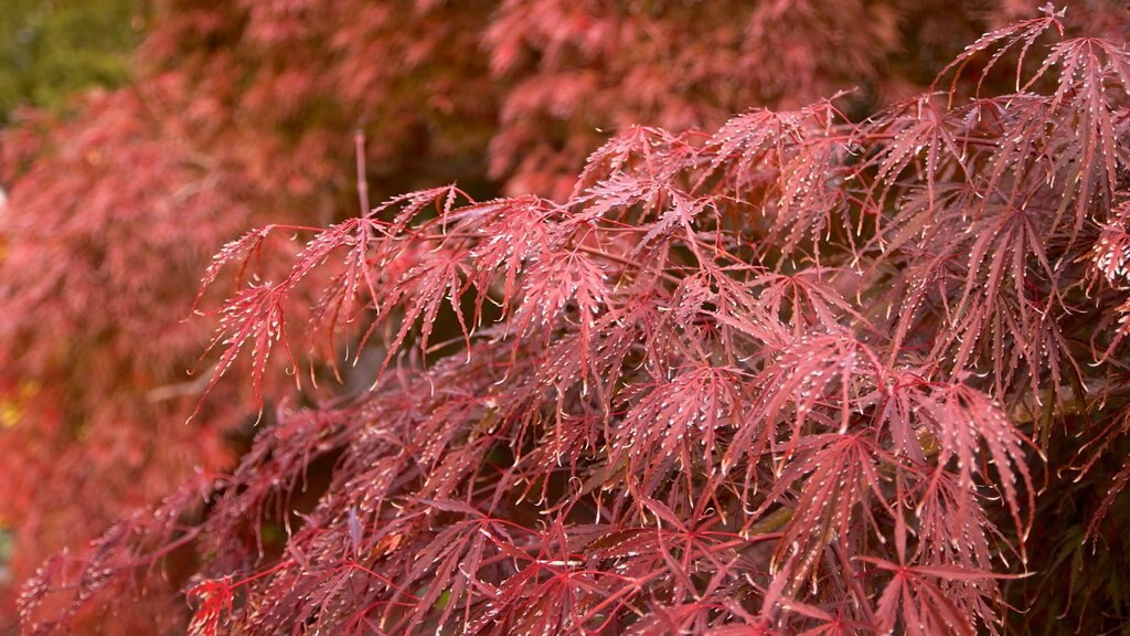 Krohn Conservatory showing wild flowers and autumn leaves