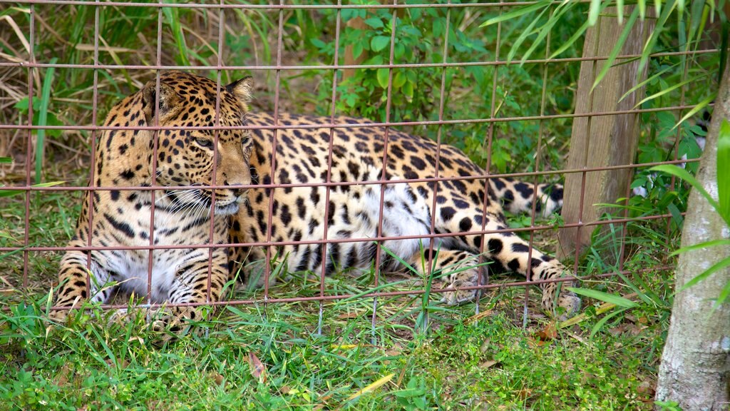 Big Cat Rescue que incluye animales peligrosos y animales de zoológico