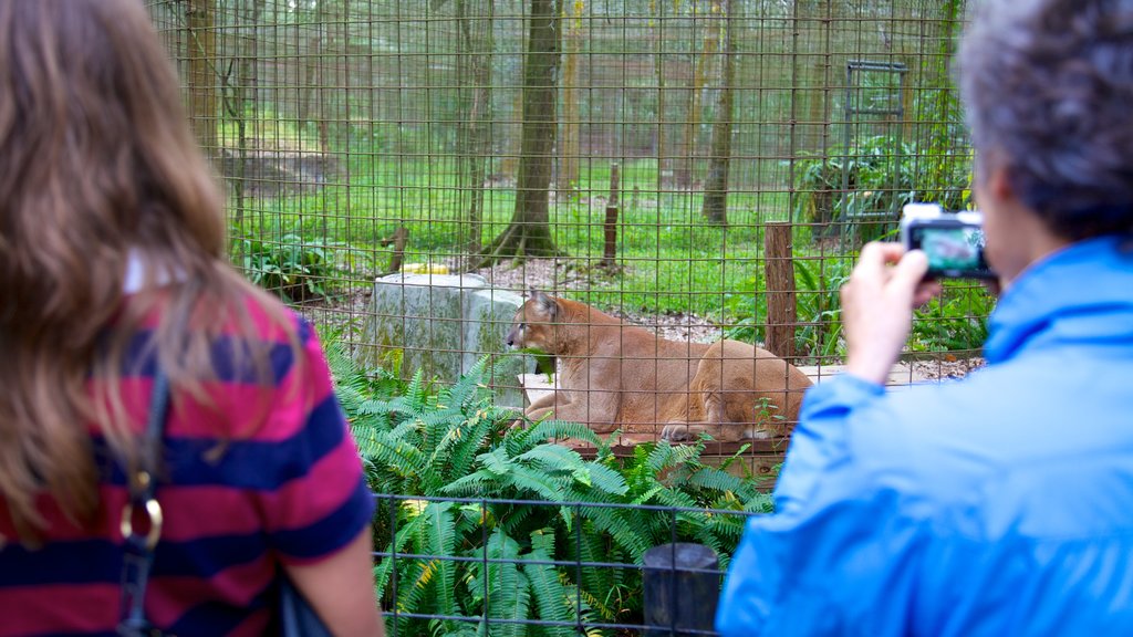 Big Cat Rescue showing dangerous animals and zoo animals as well as a couple