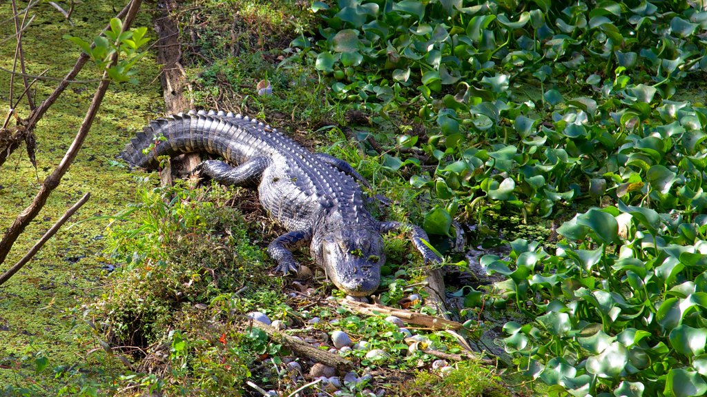 Lettuce Lake Park featuring zoo animals, a park and dangerous animals