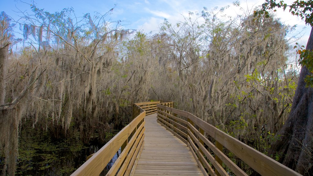 Lettuce Lake Park showing landscape views and a garden