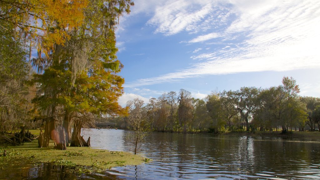 Lettuce Lake Park which includes autumn leaves, a lake or waterhole and a park