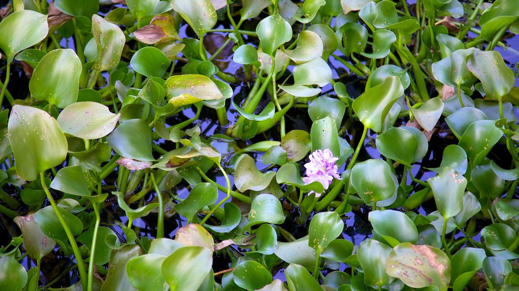 Lettuce Lake Park which includes a lake or waterhole, flowers and wildflowers