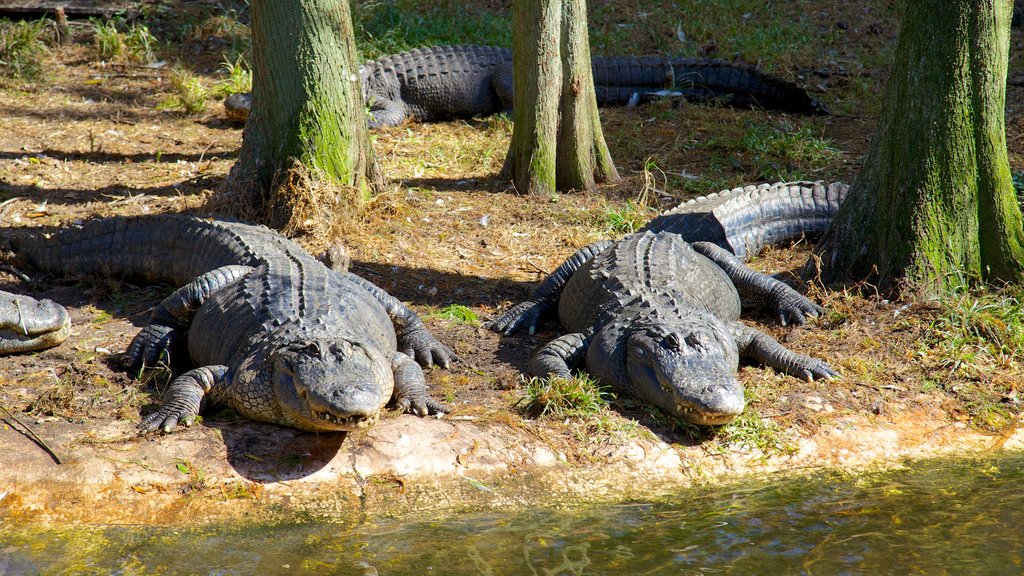 Lowry Park Zoo showing zoo animals and dangerous animals