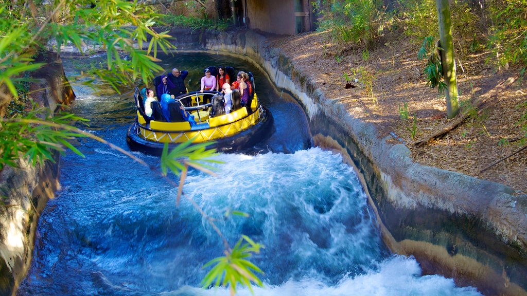 Busch Gardens caracterizando córrego, passeios e rafting