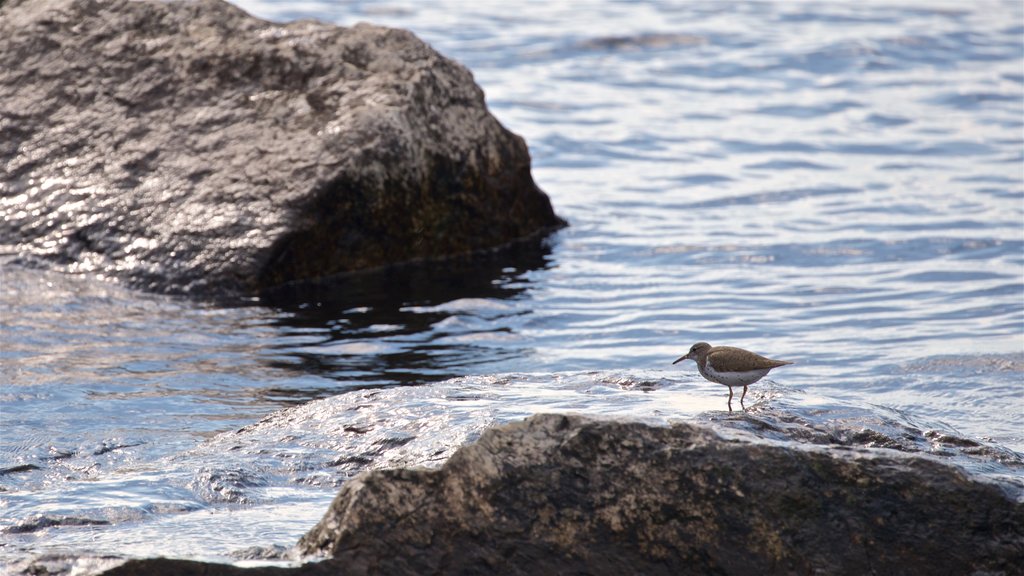 Pere Marquette Park Beach showing bird life