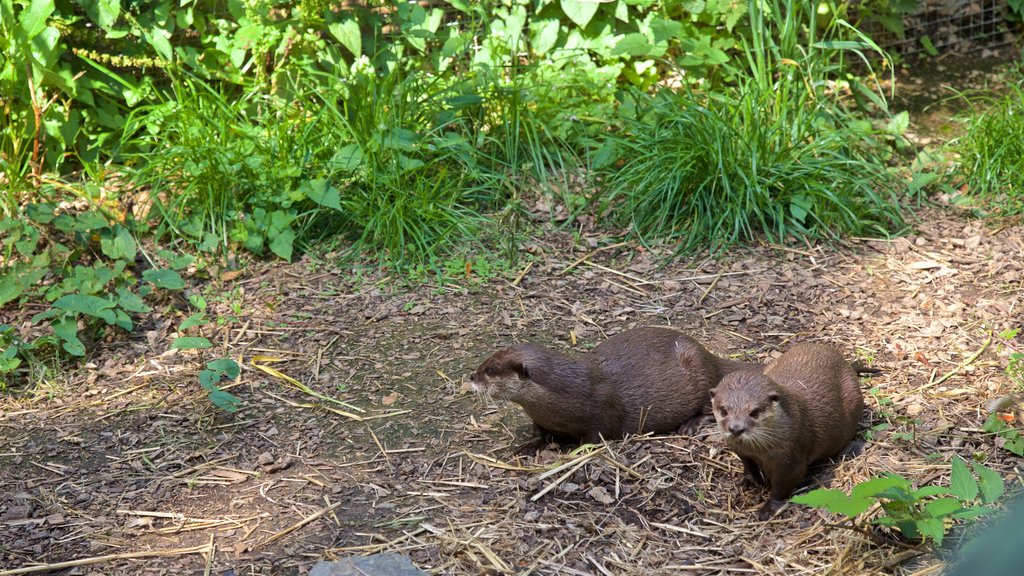 澤西動物園 呈现出 可愛或容易親近的動物