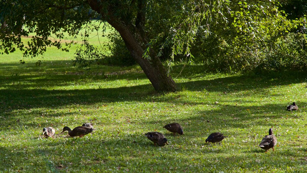 Saumarez Park which includes a park and bird life