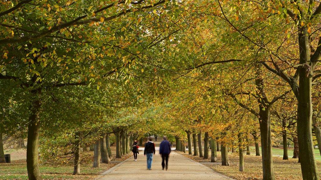 Parque de Greenwich que incluye colores de otoño y jardín y también una pareja