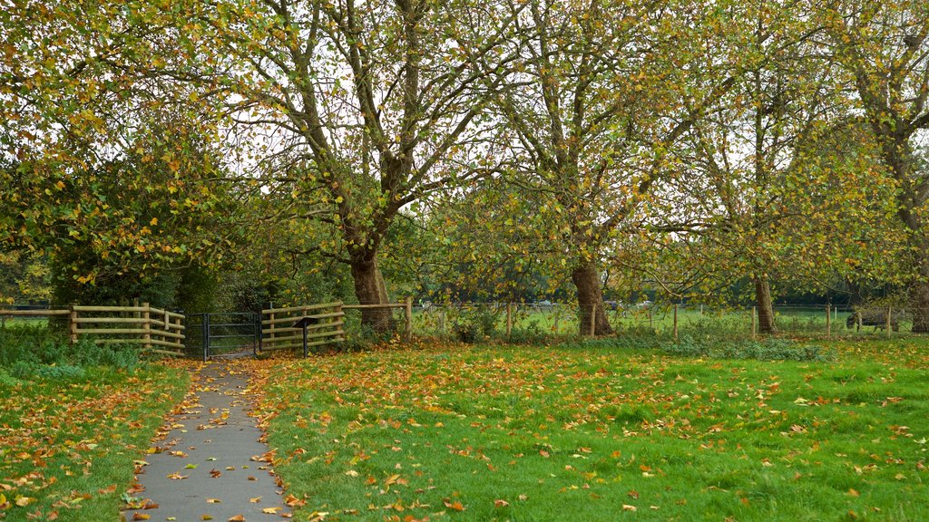 Richmond-upon-Thames showing autumn colours and a park