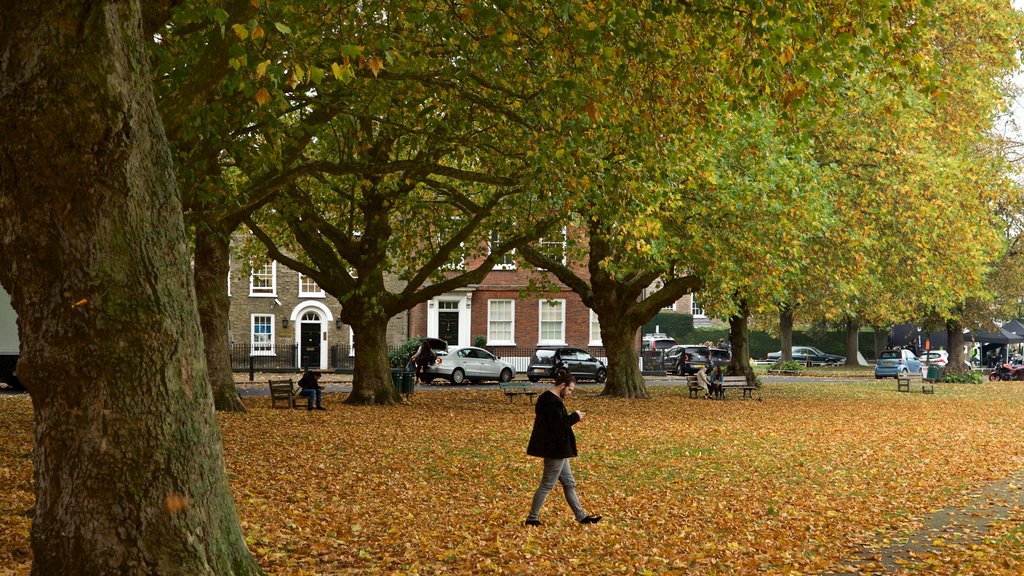 Parque Richmond Green que incluye un jardín y hojas de otoño y también un hombre