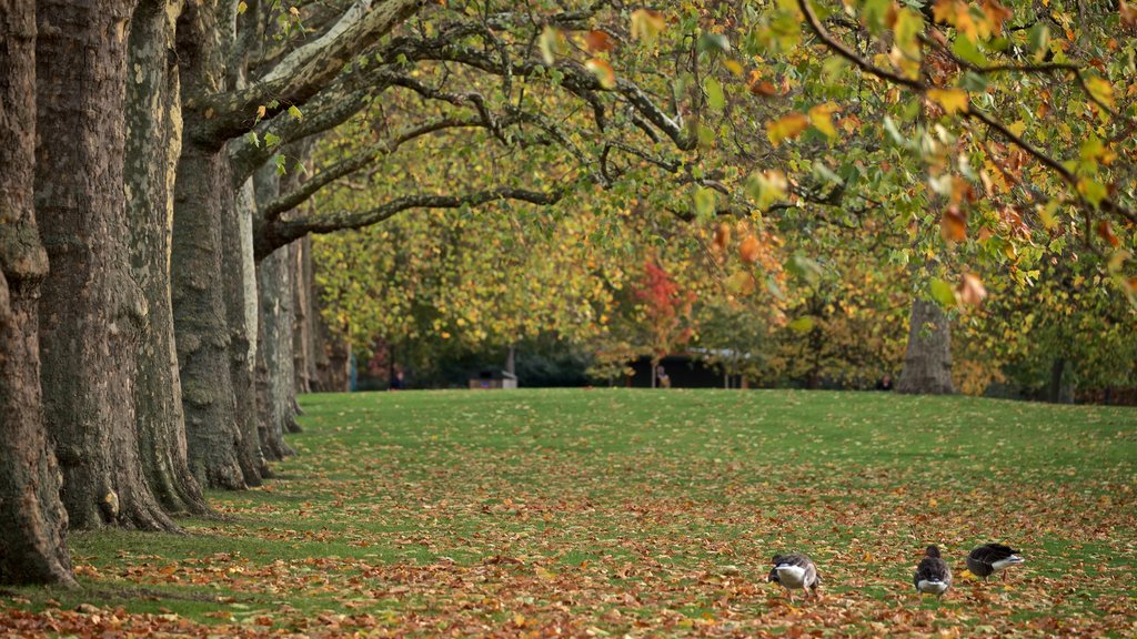 Parque de St. James que incluye vida de las aves, un jardín y hojas de otoño