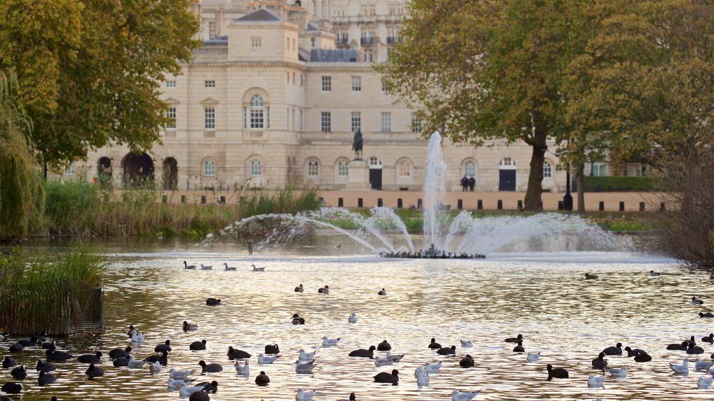 St. James Park mostrando vida das aves, uma fonte e um lago