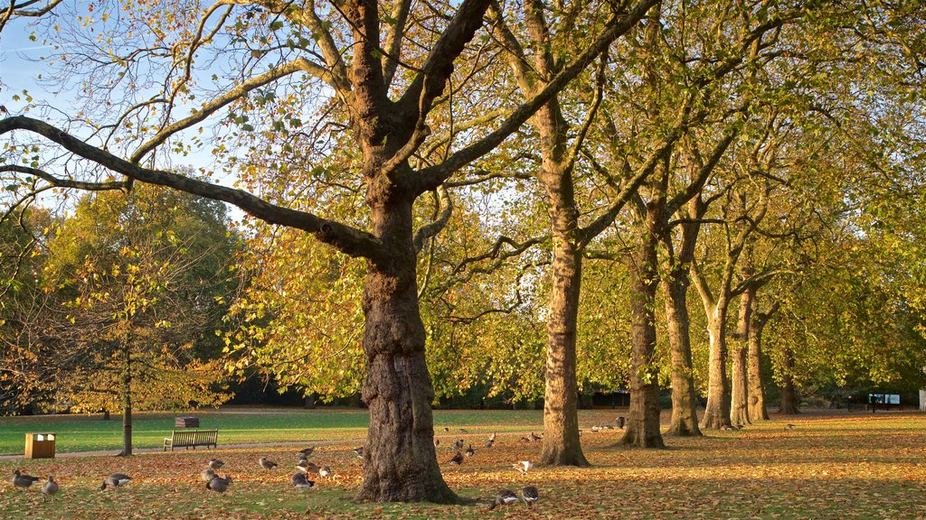 St. James Park showing bird life, a garden and fall colors